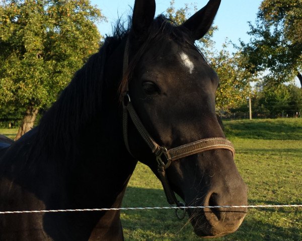 Zuchtstute Indira (Deutsches Sportpferd, 2012, von Rosenstein)