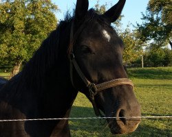 Zuchtstute Indira (Deutsches Sportpferd, 2012, von Rosenstein)