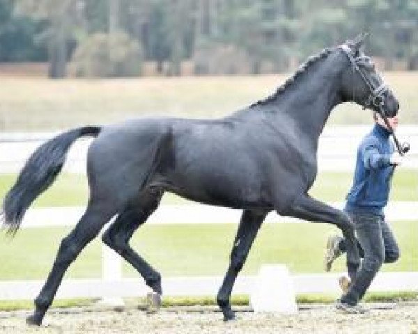 dressage horse Just Romance (KWPN (Royal Dutch Sporthorse), 2014, from For Romance I)