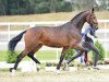 dressage horse Hengst von Feedback / Sir Donnerhall I / Don Cavallo (Rhinelander, 2014, from Feedback 16)