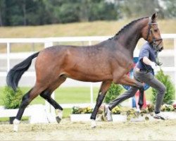 dressage horse Hengst von Feedback / Sir Donnerhall I / Don Cavallo (Rhinelander, 2014, from Feedback 16)