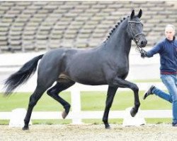 dressage horse Fantastic Fun (Oldenburg, 2014, from Fantastic)