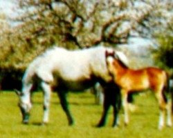 broodmare Aigrette C x (Anglo-Arabs, 1966, from Nithard AA)