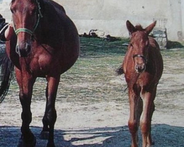 Zuchtstute Thais du Theillet (Selle Français, 1985, von Jalisco B)