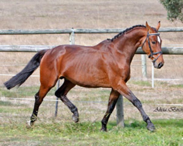 stallion Danaos du Theillet (Selle Français, 1991, from Quito de Baussy)