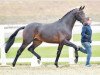 stallion Hengst von Destano/Swarovski (Oldenburg, 2014, from Destano)