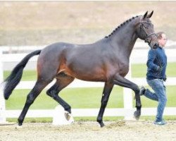 stallion Hengst von Destano/Swarovski (Oldenburg, 2014, from Destano)