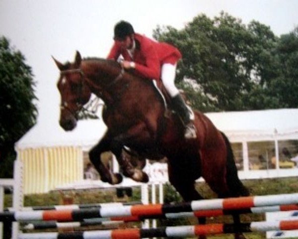 stallion Cyrius du Theillet (Selle Français, 1990, from Jalisco B)