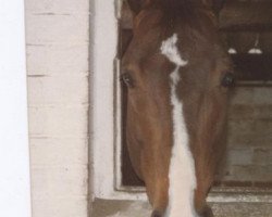 horse Brio du Theillet (Selle Français, 1989, from Quabri de Laleu)