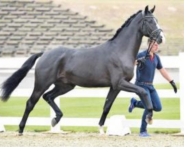 dressage horse Dubai Platinum (Oldenburg, 2014, from Descolari)
