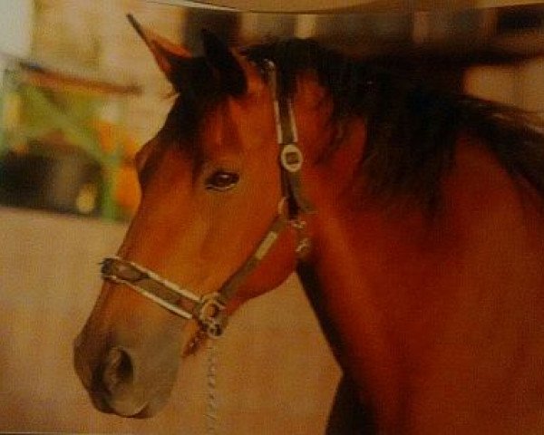 horse Wizard K (Württemberger, 1993, from Wettruf)
