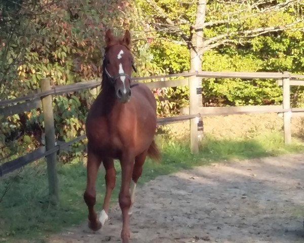 dressage horse Quentin (Hanoverian, 2015, from Quvée d'Or GT)