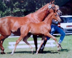 dressage horse Diva de Niro 2 (Oldenburg, 2002, from De Niro)