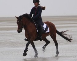 dressage horse Tannenhof's Florina (German Riding Pony, 1996, from Ashley Rambler)