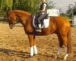 dressage horse Quaterback's Quidamo (German Warmblood, 2008, from Quaterback)