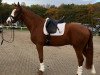 dressage horse Floyd 78 (Hanoverian, 2011, from Fuechtels Floriscount OLD)