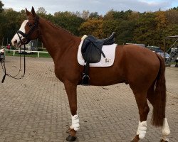 dressage horse Floyd 78 (Hanoverian, 2011, from Fuechtels Floriscount OLD)