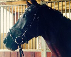 jumper Feolia (German Sport Horse, 2008, from Noblissimo)