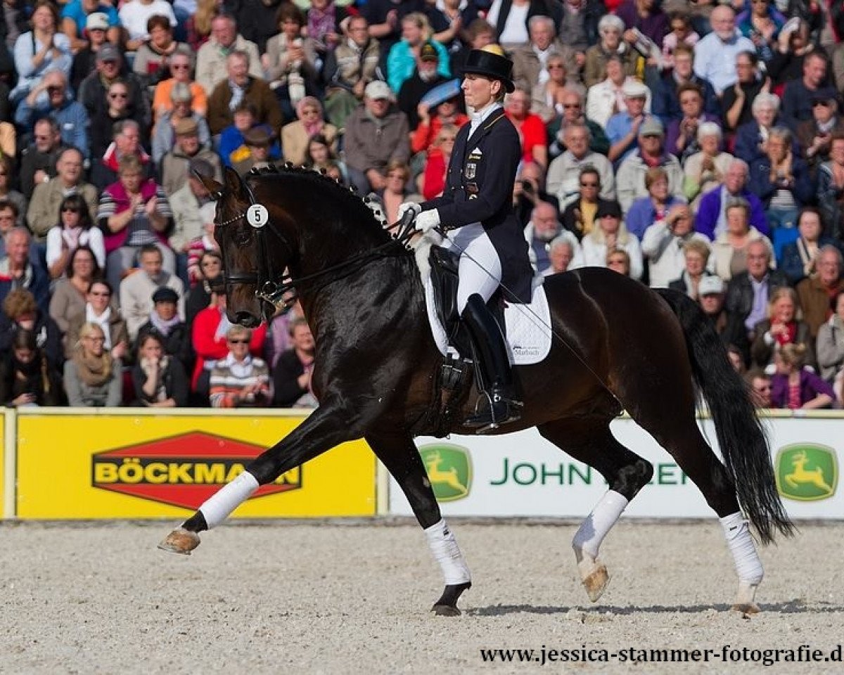 Deckhengst Diamond Star 3 (Oldenburger, 2003, von Diamond Hit)