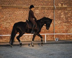 dressage horse Darko 35 (German Warmblood, 2005, from Drakdream)