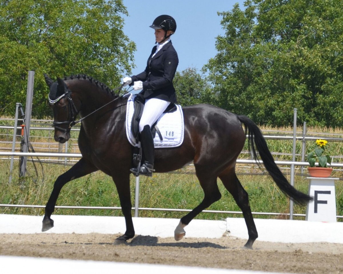 dressage horse Diosa de La Luna (Württemberger, 2011, from Damon Hill)