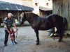 broodmare Jenny (Black Forest Horse, 1989, from Direkt)
