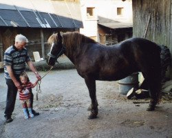 Zuchtstute Jenny (Schwarzwälder Kaltblut, 1989, von Direkt)