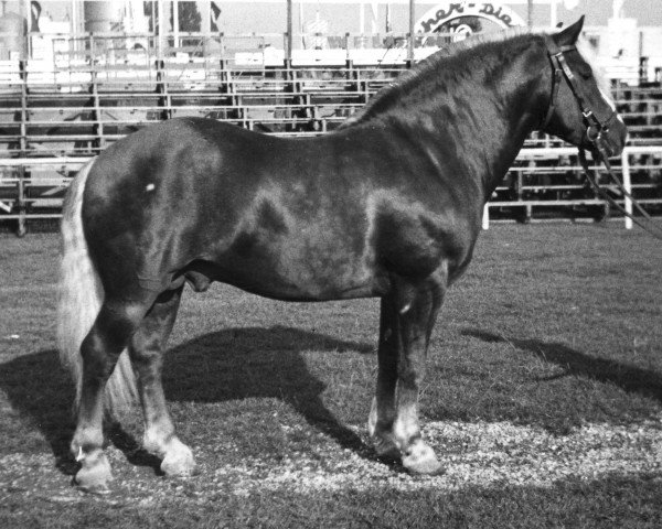 stallion Delos 196 (Black Forest Horse, 1959, from Duplex)