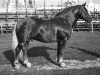 stallion Delos 196 (Black Forest Horse, 1959, from Duplex)