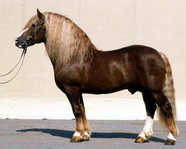 horse Diktator (Black Forest Horse, 1969, from Delos 196)