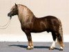 stallion Diktator (Black Forest Horse, 1969, from Delos 196)