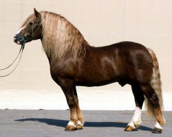 stallion Diktator (Black Forest Horse, 1969, from Delos 196)