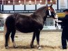 broodmare Olivia (Black Forest Horse, 1985, from Merkur)