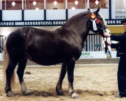 Zuchtstute Olivia (Schwarzwälder Kaltblut, 1985, von Merkur)