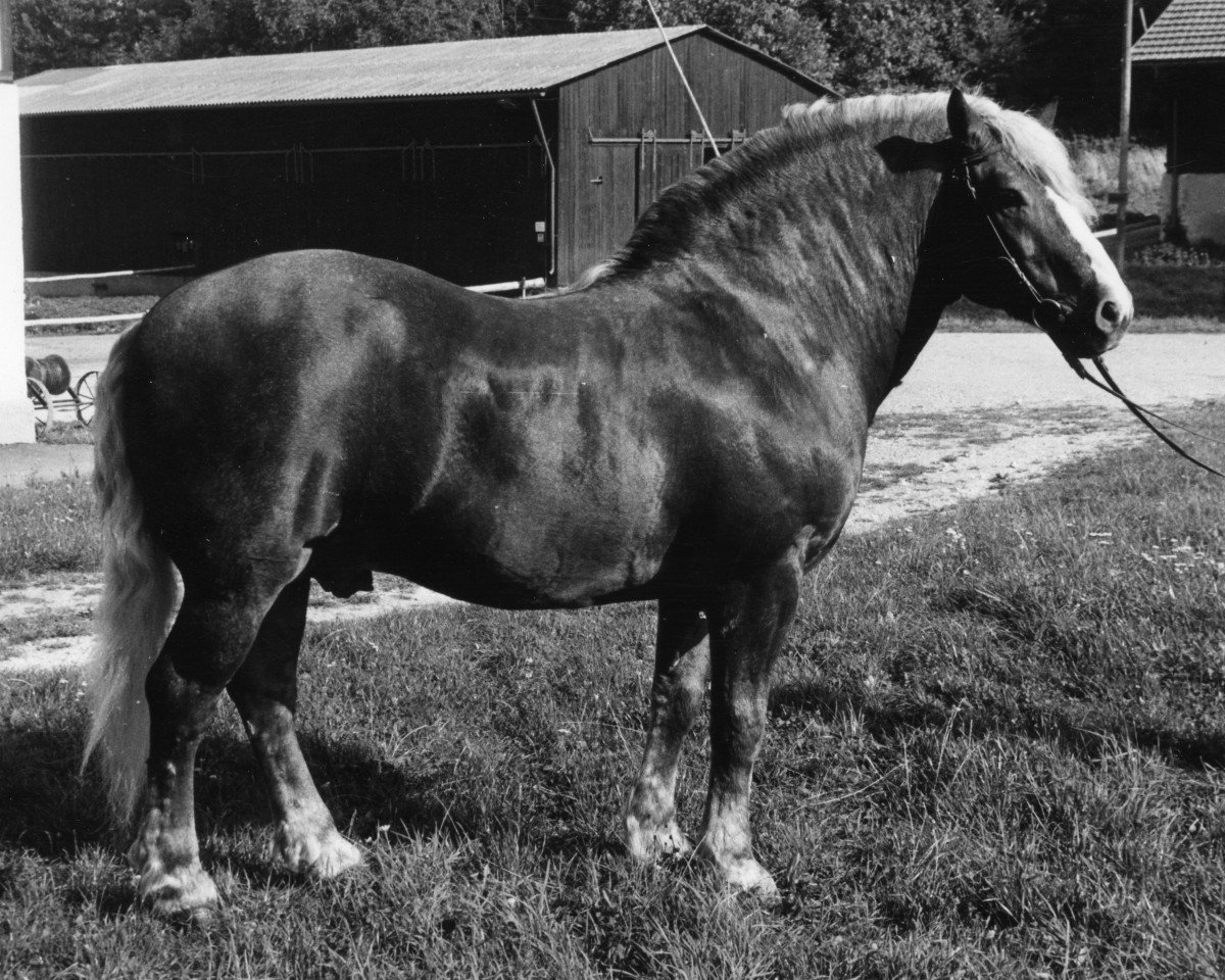 Deckhengst Militär (Schwarzwälder Kaltblut, 1958, von Mittler)