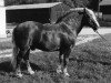 stallion Militär (Black Forest Horse, 1958, from Mittler)
