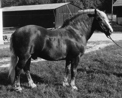 stallion Militär (Black Forest Horse, 1958, from Mittler)