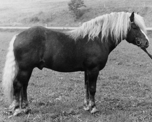 stallion Merkur (Black Forest Horse, 1969, from Militär)