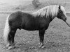 stallion Merkur (Black Forest Horse, 1969, from Militär)