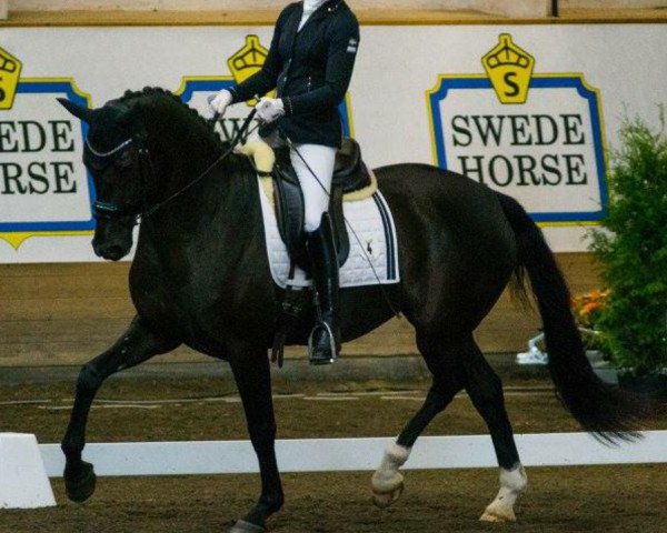 dressage horse Allegra (Swedish Warmblood, 2012, from Ampère)