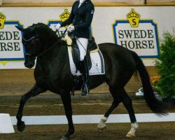 dressage horse Allegra (Swedish Warmblood, 2012, from Ampère)