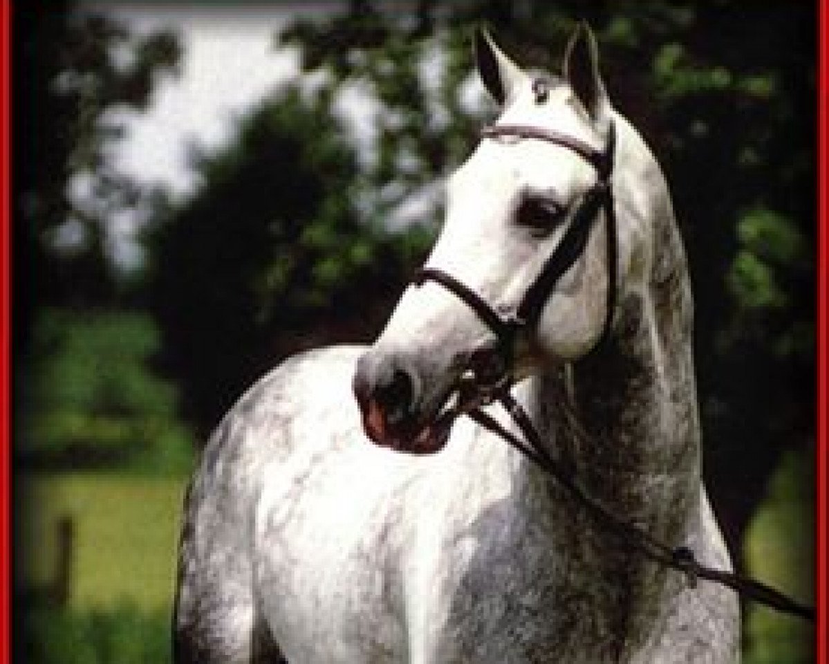 Deckhengst Latano I (Holsteiner, 1985, von Landgraf I)