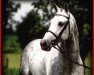 stallion Latano I (Holsteiner, 1985, from Landgraf I)