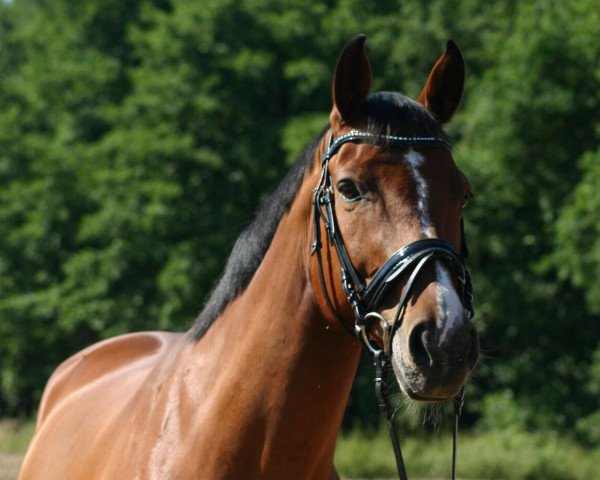 dressage horse Larino 110 (Hanoverian, 2006, from Uccello)
