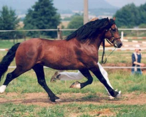stallion Unicorn Lancelot (Welsh-Cob (Sek. D), 1990, from Zeus of Stowell)