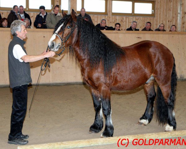 Pferd Lamri (Schwarzwälder Kaltblut, 2009, von Leonhard)