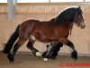 horse Lamri (Black Forest Horse, 2009, from Leonhard)