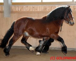 horse Lamri (Black Forest Horse, 2009, from Leonhard)