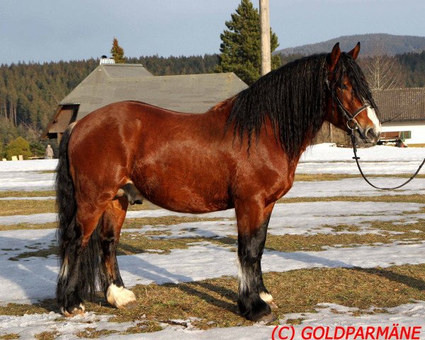 Pferd Lamri (Schwarzwälder Kaltblut, 2009, von Leonhard)