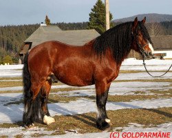 horse Lamri (Black Forest Horse, 2009, from Leonhard)